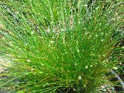 žalias Vidinis augalai Šviesolaidinis Žolė (Isolepis cernua, Scirpus cernuus) nuotrauka
