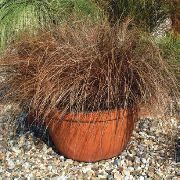 Carex hnedý Rastlina
