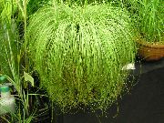 Carex svetlo zelená Rastlina