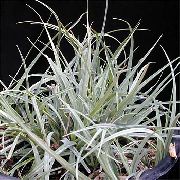 Carex, Острица сребро Растение