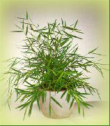 žalias Vidinis augalai Miniatiūriniai Bambuko (Pogonatherum) nuotrauka