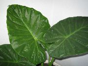 绿 室内植物 大象耳朵 (Alocasia) 照片