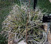 sidabrinis Vidinis augalai Pasakų Angelas (Hechtia) nuotrauka