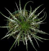 tamsiai žalia Vidinis augalai Pasakų Angelas (Hechtia) nuotrauka