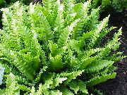 žalias Vidinis augalai Phyllitis (Phyllitis scolopendrium) nuotrauka