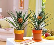 verde Plante de interior Ananas  fotografie