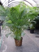žalias Vidinis augalai Drugelis Palmių, Aukso Cukranendrių Palmių (Areca) nuotrauka