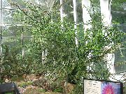 žalias Vidinis augalai Jacobs Kopėčios, Velniai Stuburas (Pedilanthus) nuotrauka