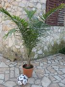 žalias Vidinis augalai Didenybė Palmių (Ravenea) nuotrauka