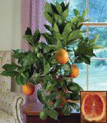 绿 室内植物 甜橙 (Citrus sinensis) 照片