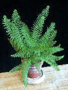verde Plantas de interior Sword Fern (Polystichum) foto