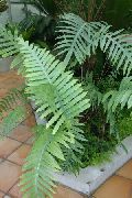 žalias Vidinis augalai Paparde (Polypodium) nuotrauka