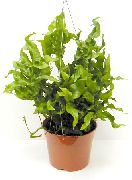 žalias Vidinis augalai Paparde (Polypodium) nuotrauka