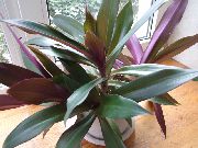 violetinė Vidinis augalai Rhoeo Tradescantia  nuotrauka