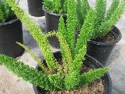 grøn Indendørs planter Asparges (Asparagus) foto