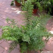 žalias Vidinis augalai Spleenwort (Asplenium) nuotrauka