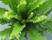 зелен Стайни растения Spleenwort (Asplenium) снимка