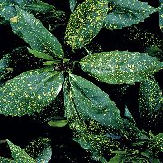 sekalainen Huonekasvit Gold Dust Puu, Aucuba Japonica  kuva