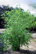 緑色 屋内植物 竹 (Bambusa) フォト