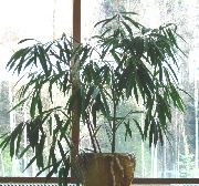 verde Plantas de interior Bambú (Bambusa) foto