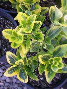 строкатий Домашні рослини Бересклет (Евонімус) (Euonymus japonica) фото