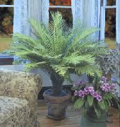 verde Plantas de interior Hard Fern (Blechnum gibbum) foto