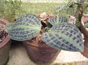 杂色 室内植物 Geogenanthus，泡泡纱厂  照片