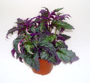 Purple Velvet Plant, Royal Velvet Plant roxo Planta