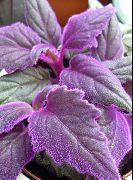 violetti  Lila Sametti Kasvien, Royal Sametti Kasvien (Gynura aurantiaca) kuva