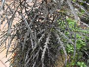 цёмна-зялёны Хатнія расліны Дизиготека (Dizygotheca elegantissima) фота