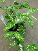 绿 室内植物 金粉龙血树 (Dracaena godseffiana) 照片