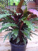 Calathea, Зебра Растение, Паун Растителна тъмнозелено 