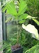 žalias Vidinis augalai Žuvies Uodega Palmių (Caryota) nuotrauka