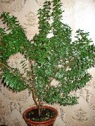 žalias Vidinis augalai Bendra Mirtų (Myrtus communis) nuotrauka