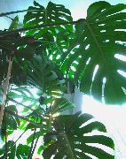 Сплит Листа Philodendron тъмнозелено Растение