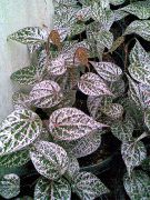 на петна Стайни растения Целебес Пипер, Черен Пипер Великолепна (Piper crocatum) снимка