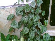 Celebes Pipirai, Didinga Pipirų tamsiai žalia augalas