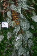 margas Vidinis augalai Celebes Pipirai, Didinga Pipirų (Piper crocatum) nuotrauka