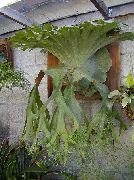 Staghorn Papartis, Elkhorns šviesiai žalia augalas