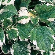 motley Inni plöntur Swedish Ivy (Plectranthus) mynd