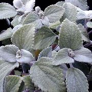 сріблястий Домашні рослини Плектрантус (Plectranthus) фото