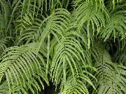 žalias Vidinis augalai Pteris  nuotrauka