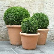 žalias Vidinis augalai Bukszpanowy (Buxus) nuotrauka