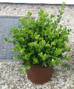 žalias Vidinis augalai Bukszpanowy (Buxus) nuotrauka