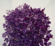 violetinė Vidinis augalai Tradescantia,   nuotrauka