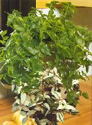 зелений Домашні рослини Традесканція (Tradescantia) фото