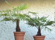 žalias Vidinis augalai Fortunei Palmių (Trachycarpus) nuotrauka