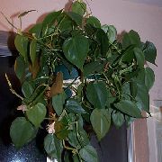 žalias Vidinis augalai Filodendras Liana (Philodendron  liana) nuotrauka