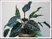 モトリー 屋内植物 アグラオネマ、銀常緑 (Aglaonema) フォト