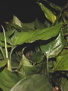 зелен Стайни растения Aglaonema, Сребро Евъргрийн  снимка